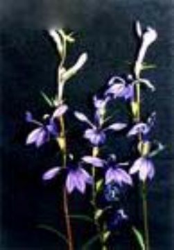 Lobelia Inflata L. Extract